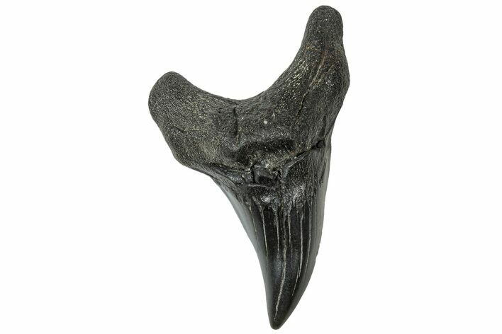 Rare, Fossil Shark (Parotodus) Tooth - South Carolina #315463